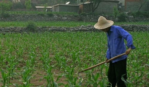 河北三權分置土地改革新動向 農民有望成為集體資產股東，助力農作物種子經營發展